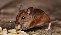 24 Hour & Emergency Exterminators in Ware, MA